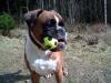 Hund - Boxer mit Fussball Hund - Boxer mit Fussball