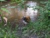 Hund Boxer spielt im Fluss Hund Boxer spielt im Fluss