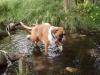 Hund trinkt aus Bach Hund trinkt aus Bach
