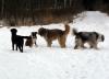 Hunde in der Wentorfer Lohe Hunde in der Wentorfer Lohe