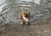 Boxer Hund badet Boxer Hund badet