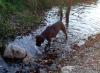 Boxer trinkt in einem Bach - Hundebilder Boxer trinkt in einem Bach - Hundebilder
