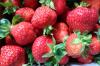 Erdbeeren Erdbeeren