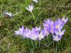 Wildkrokusse Wildkrokusse