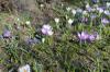 Frühlingsblumen Frühlingsblumen