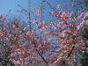 Kirschbluete Sakura Kirschbluete Sakura