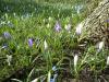 Krokusse - Fruehlingsblumen Krokusse - Fruehlingsblumen