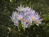 Krokusse Fruehlingsblumen Krokusse Fruehlingsblumen